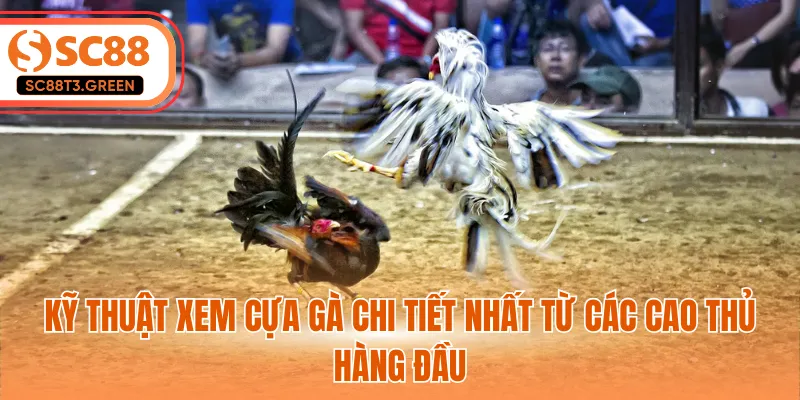 Kỹ thuật xem cựa gà chi tiết nhất từ các cao thủ hàng đầu
